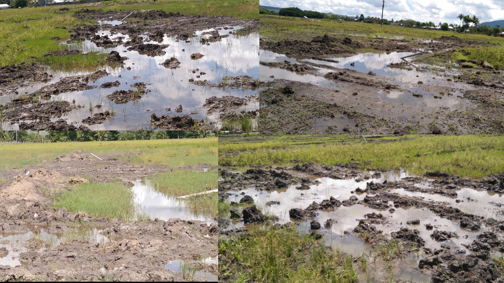 Proyek Pemasangan Irigasi Sprinkler di Leuntolu Belu, Merusak Sawah Warga