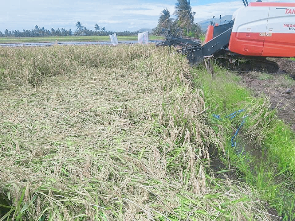 Dinas Pertanian Nagekeo Kerja Cepat, Kelompok Tani Nesi Susa 2 Lape Ucap Terimakasih