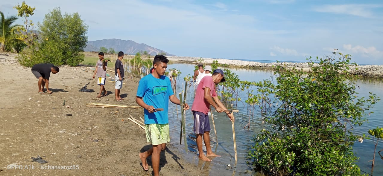Kelompok Tani Ana Kalo, Tanaman 5000 anakan Mangrove di Pantai Ropa dan Uludala