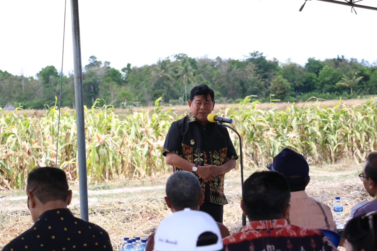 Gubernur VBL - Wabub Kupang Panen Jagung di Oenesu