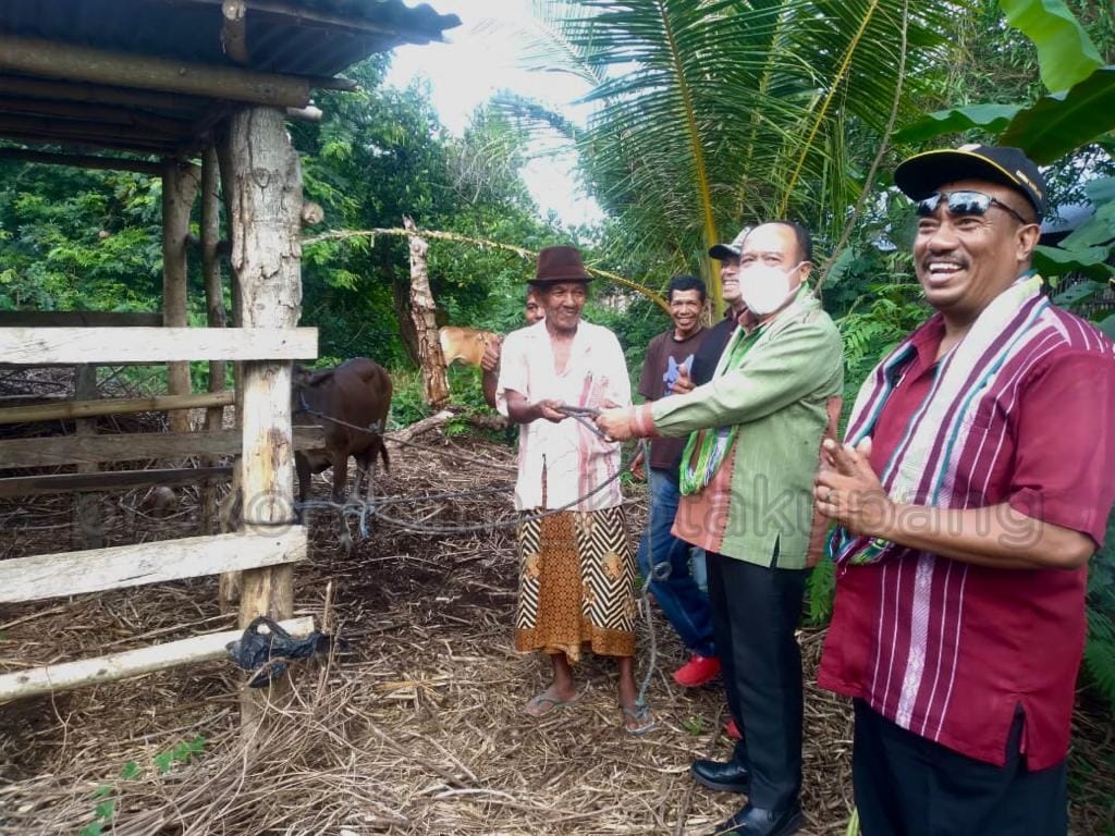 Pemkot Kupang Serahkan 17 Ekor Sapi Bantuan Pokir DPRD Kota Kupang Untuk 4 Kelompok Tani di Fatukoa 