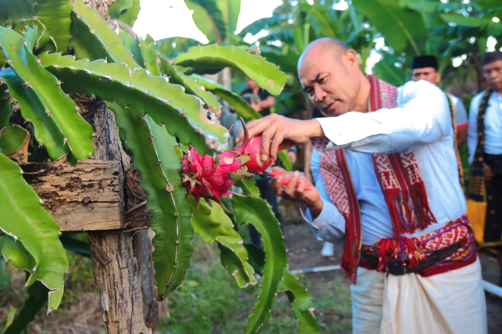 Gubernur VBL Apresiasi Kebun Percontohan Kelompok Tani Kampung Daun Desa Baumata