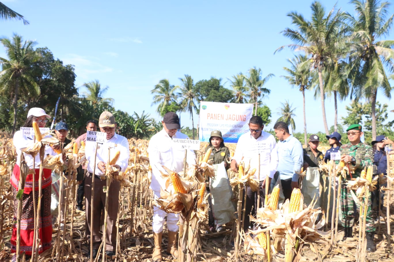 Gubernur VBL Gelar Panen TJPS dan Penandaan Ternak Sapi Di Kobalima, Malaka