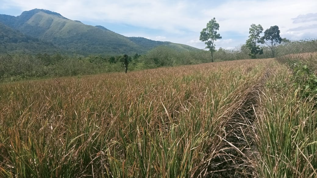 Akibat Minim Pasokan Air, Puluhan Hektar Lahan Pertanian Di Desa Watukapu Terancam Gagal Panen