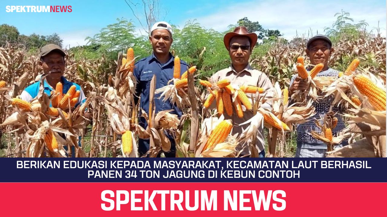 Berikan Edukasi Kepada Masyarakat, Kecamatan LAUT Berhasil Panen 34 Ton Jagung di Kebun Contoh