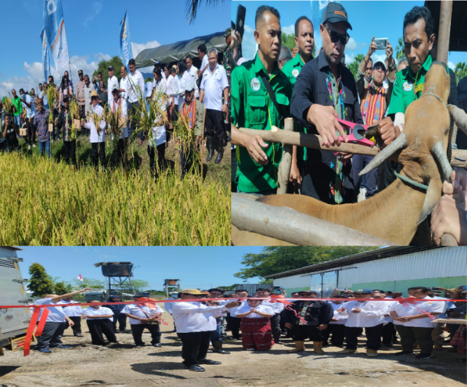 Gubernur VBL Kunjungi Area Produksi Pertanian dan Peternakan Saat Kunker Di TTU 