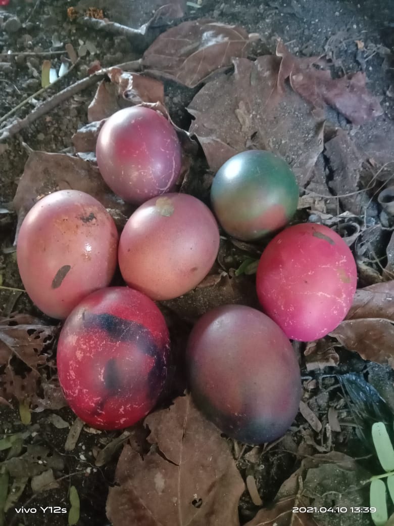 Temuan Telur Berwarna-Warni di Sikka Gegerkan Warga, Simak di Sini