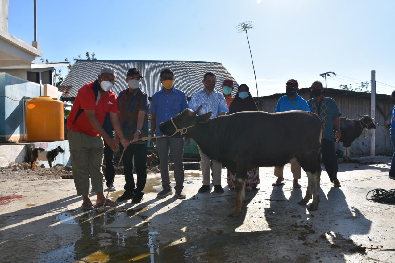20 Masjid  Di Kota Kupang  Terima  Hewan Kurban Dari Pemkot Kupang