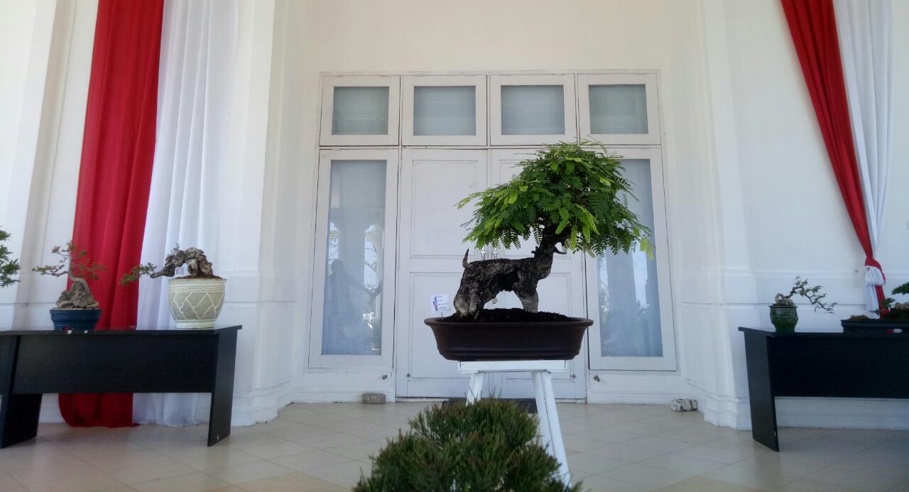 Dekranasda NTT Kolaborasi Dengan Komunitas Bonsai (Koboi) Kupang, Ini Yang Dilakukan